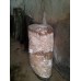 Kastanienseitling (Edelausternpilz) Körnerbrut 1 Liter