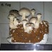 Shiitake Pilzzucht-Fertigkultur, Pilze selber züchten, Pilzzuchtset