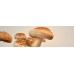 Shiitake Pilzzucht-Fertigkultur, Pilze selber züchten, Pilzzuchtset